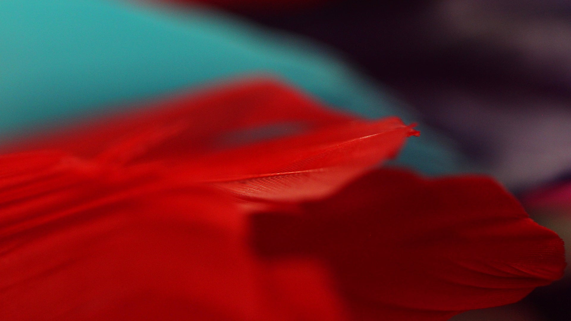 Stripped Coque Feathers