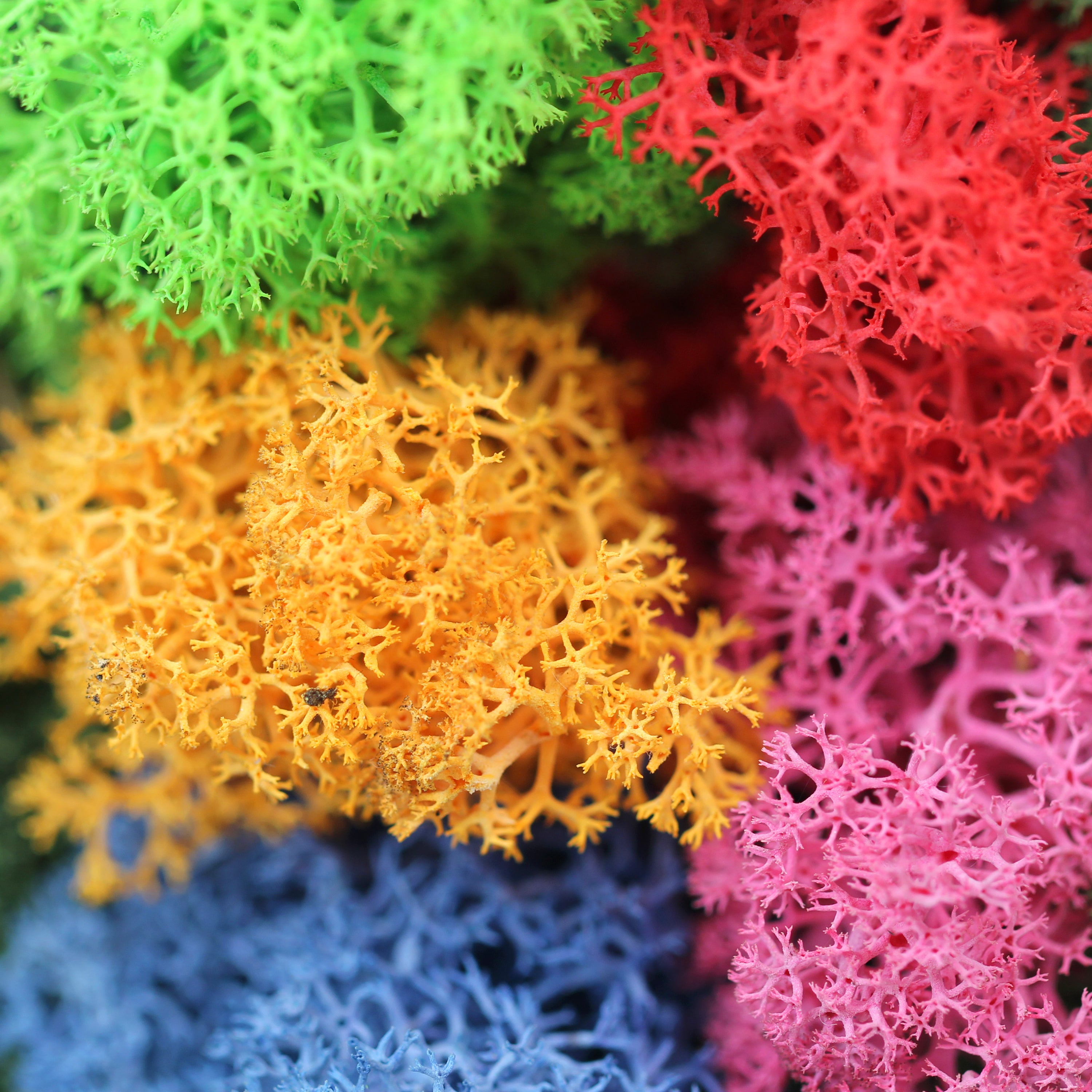 Reindeer Moss