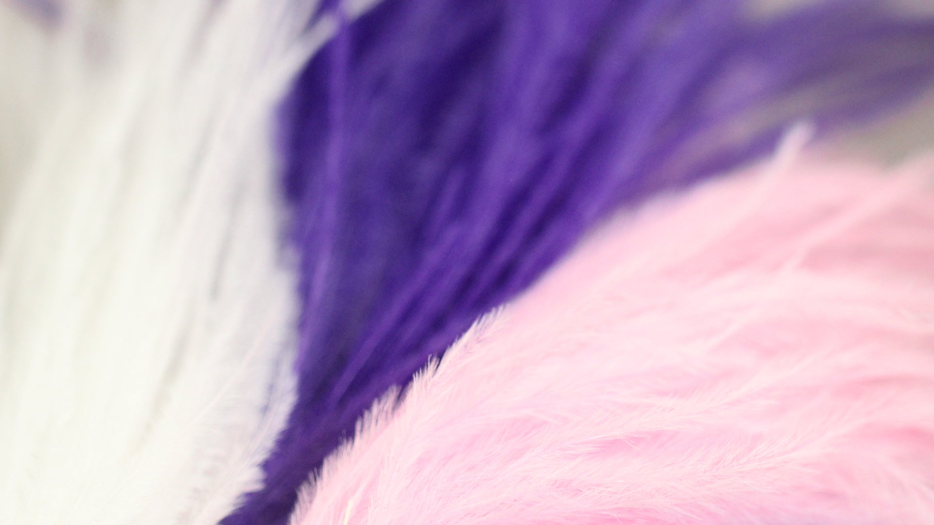 Ostrich Feathers
