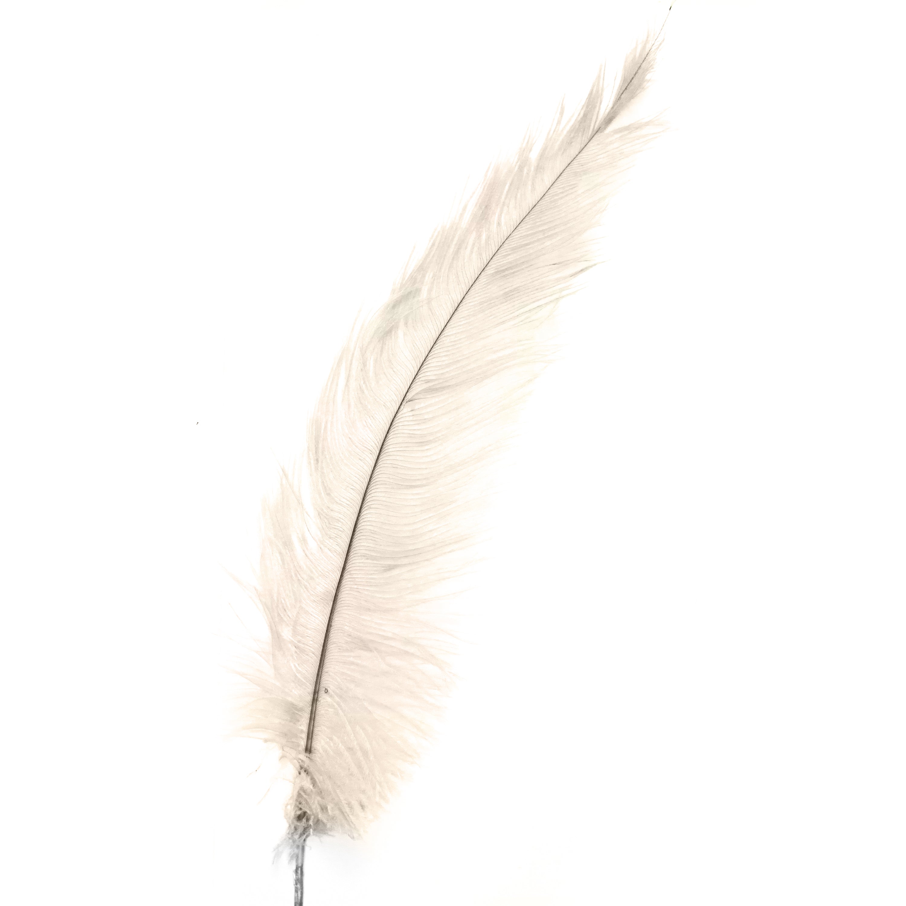 Diamante Crafts Ostrich Feathers 10" - 12" / 25cm- 30cm - Plume Fluffy - Ivory