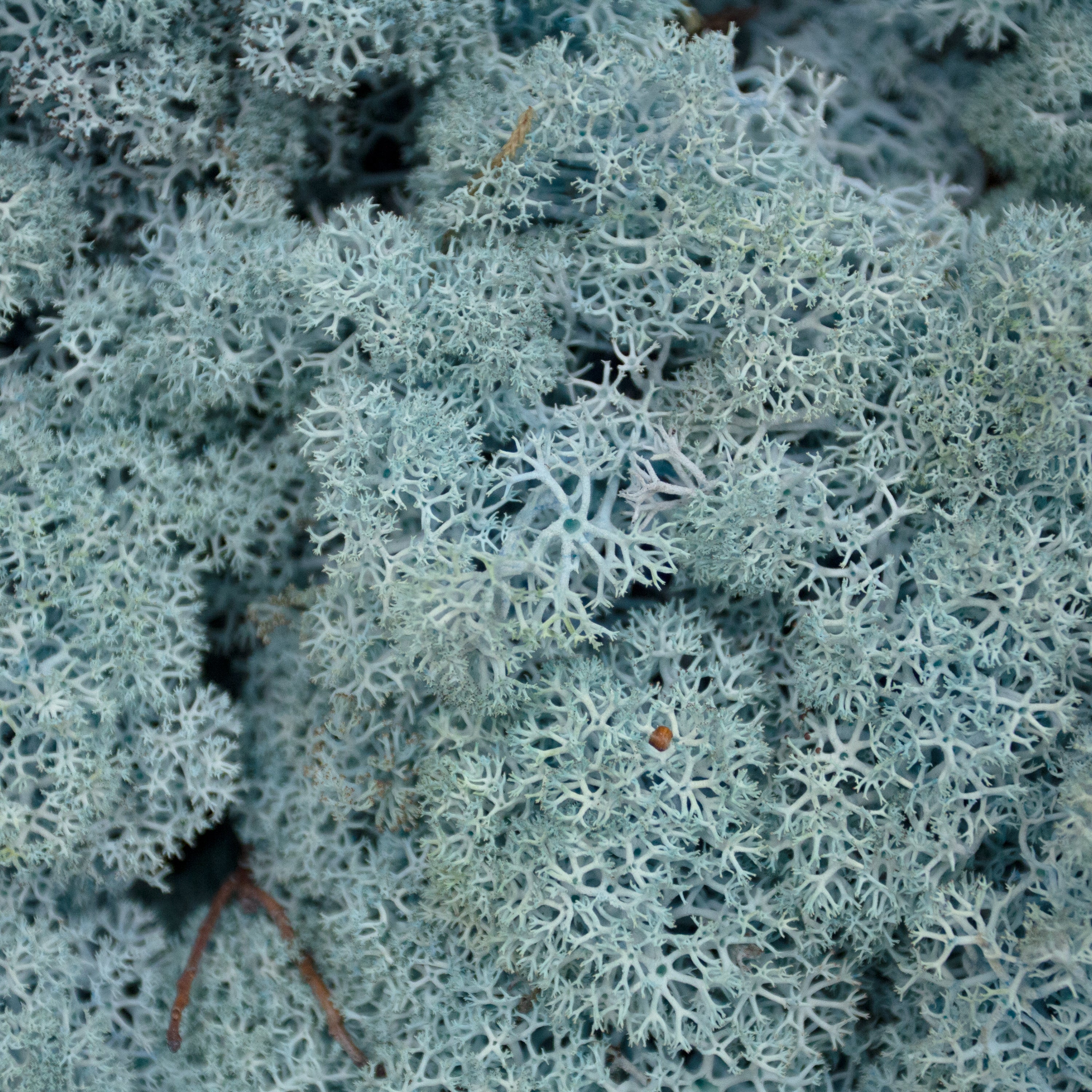 Moss - Norwegian Reindeer - Natural Preserved Dried - Aquamarine - Choose Weight