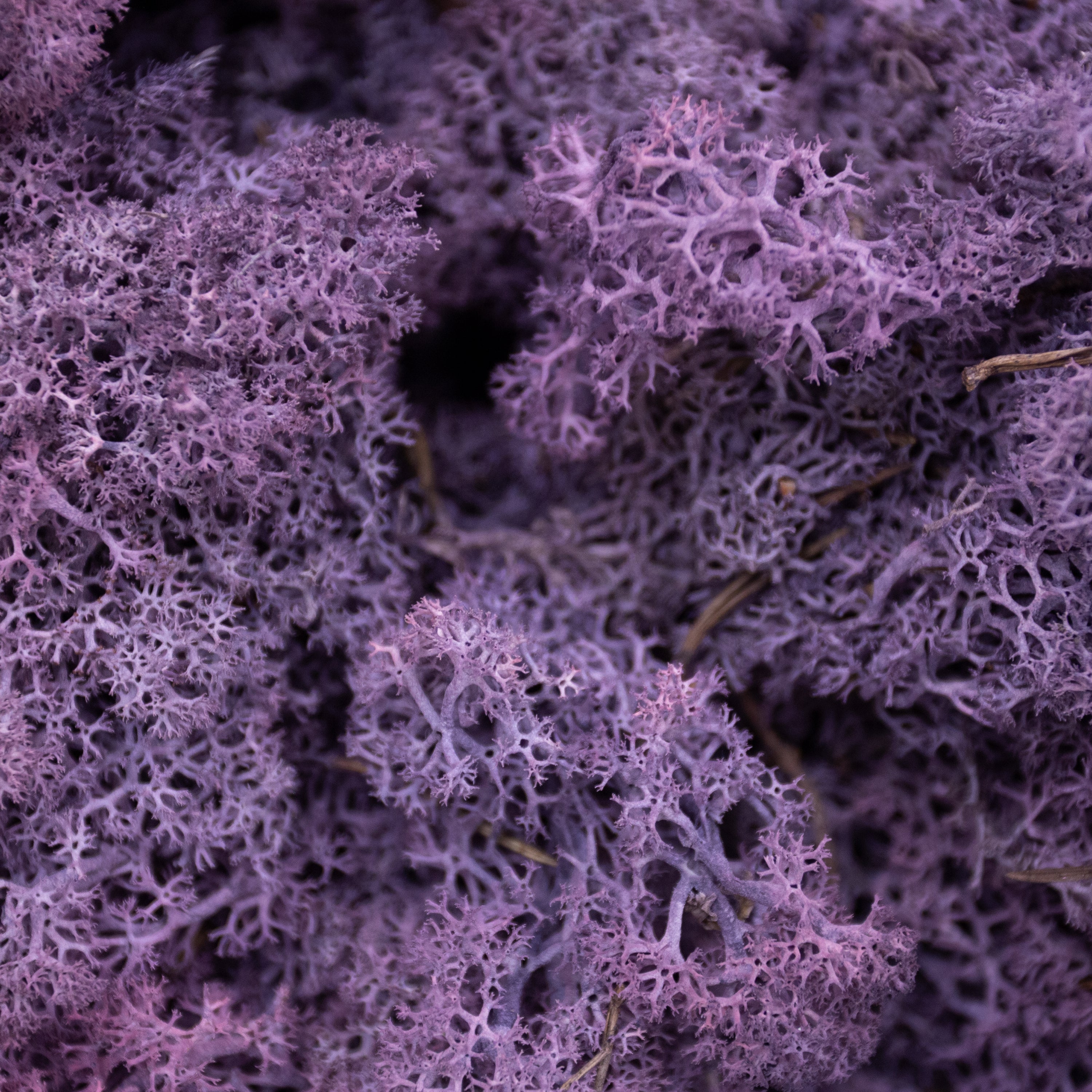 Moss - Norwegian Reindeer - Natural Preserved Dried - Aubergine - Choose Weight