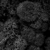 Moss - Norwegian Reindeer - Natural Preserved Dried - Black - Choose Weight