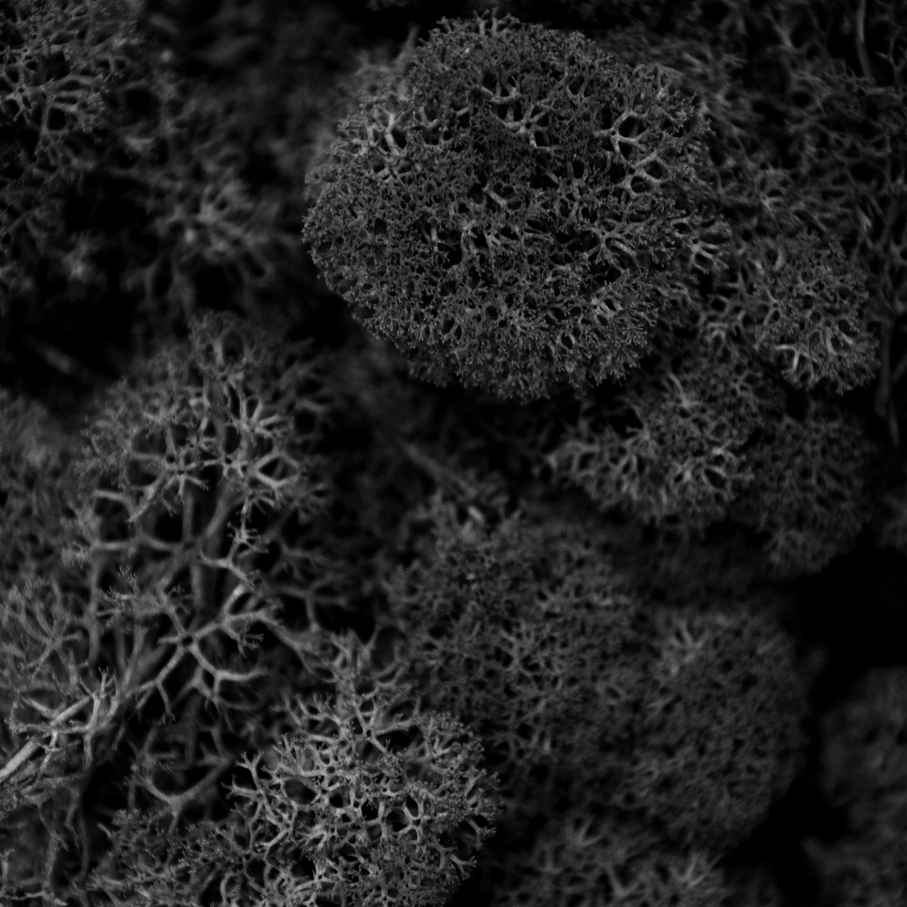 Moss - Norwegian Reindeer - Natural Preserved Dried - Black - Choose Weight