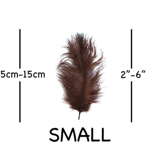 Brown Ostrich Feathers 2" - 6"