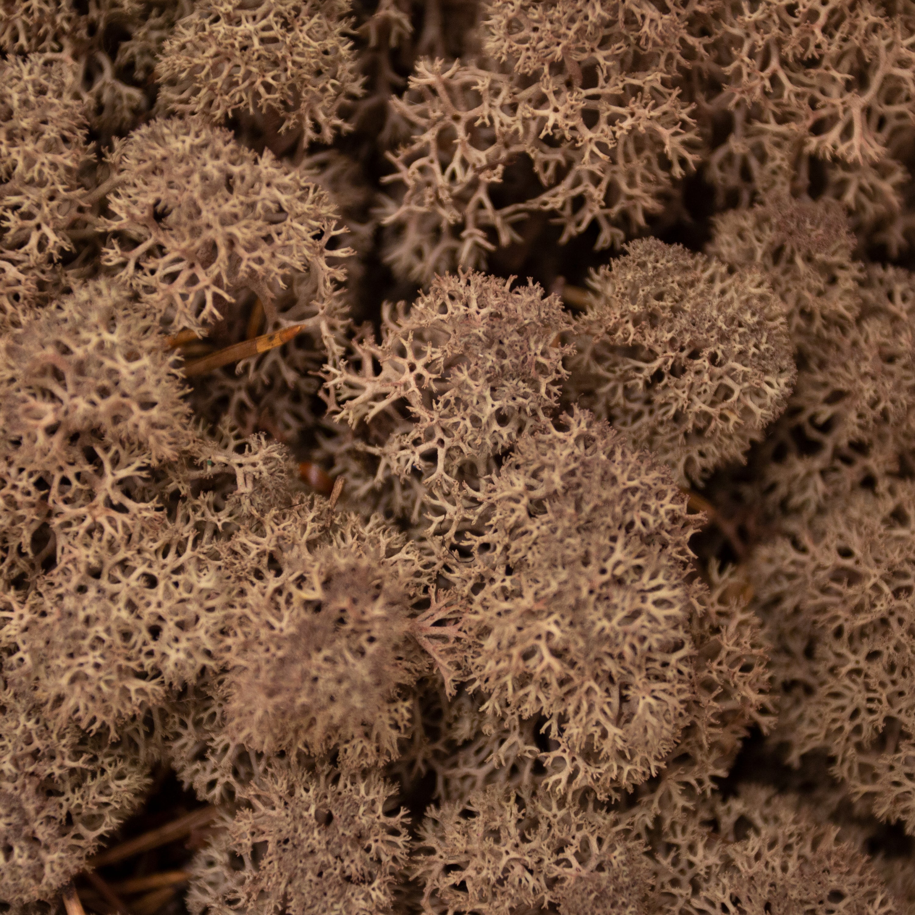 Moss - Norwegian Reindeer - Natural Preserved Dried - Brown - Choose Weight