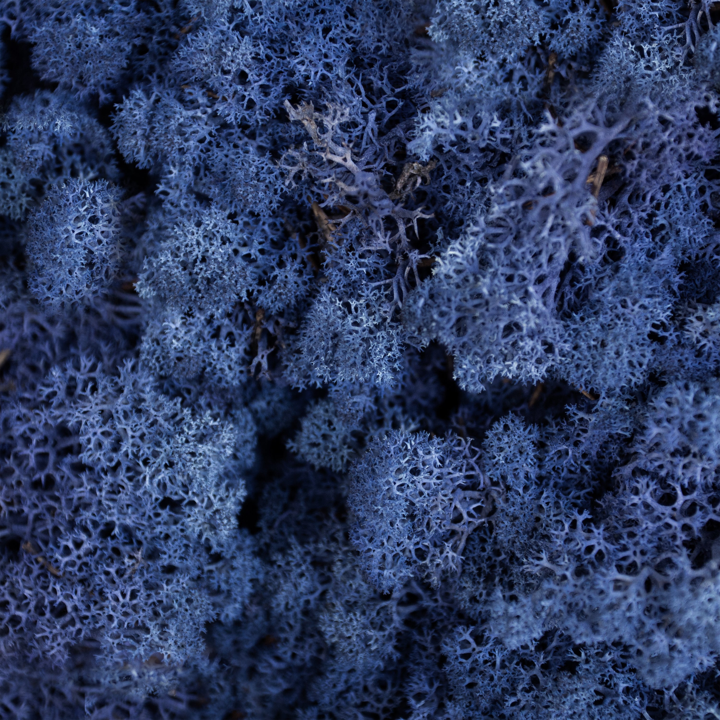 Moss - Norwegian Reindeer - Natural Preserved Dried - Classic Blue - Choose Weight