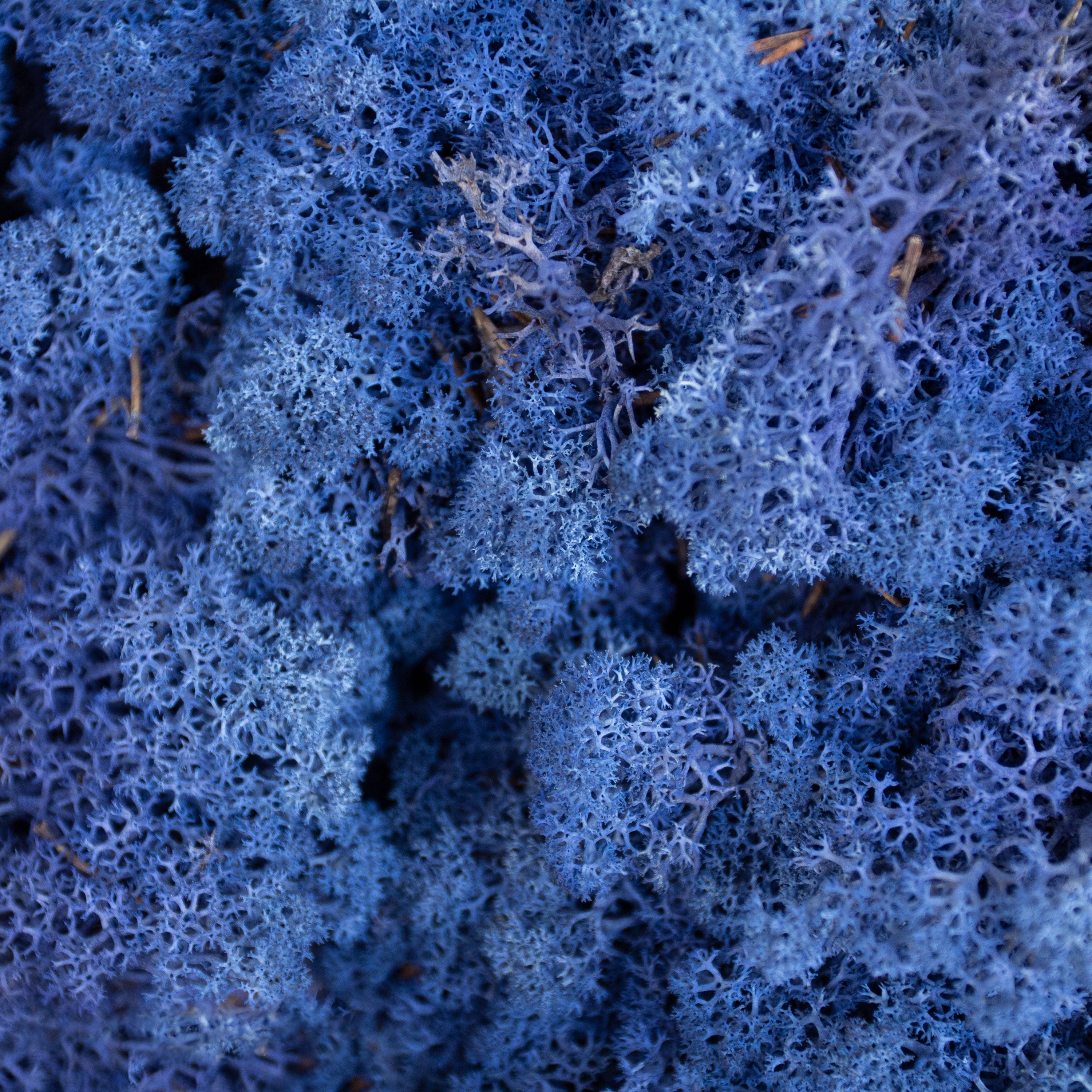 Moss - Norwegian Reindeer - Natural Preserved Dried - Royal Blue - Choose Weight