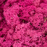 Moss - Norwegian Reindeer - Natural Preserved Dried - Hot Pink - Choose Weight