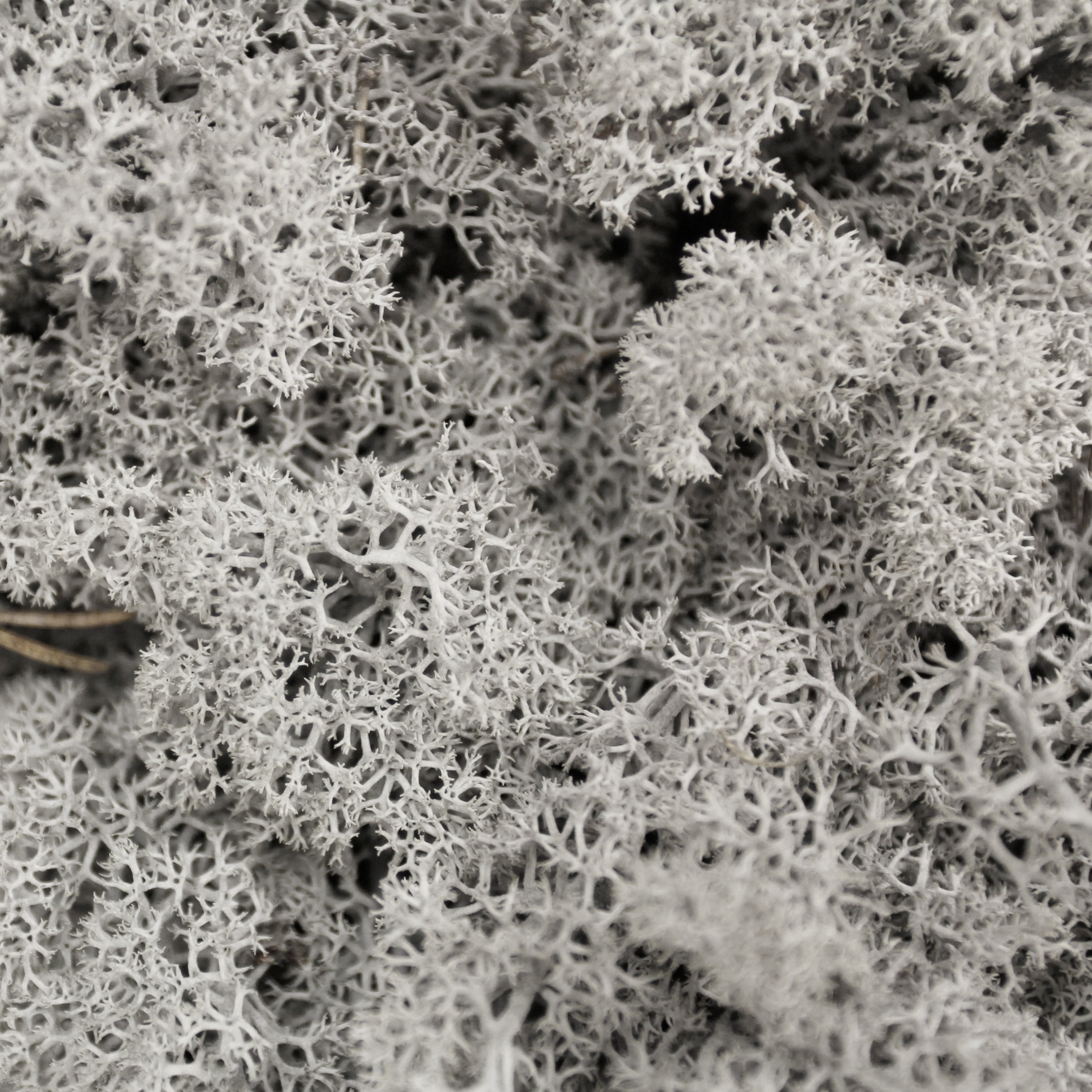 Moss - Norwegian Reindeer - Natural Preserved Dried - Grey - Choose Weight