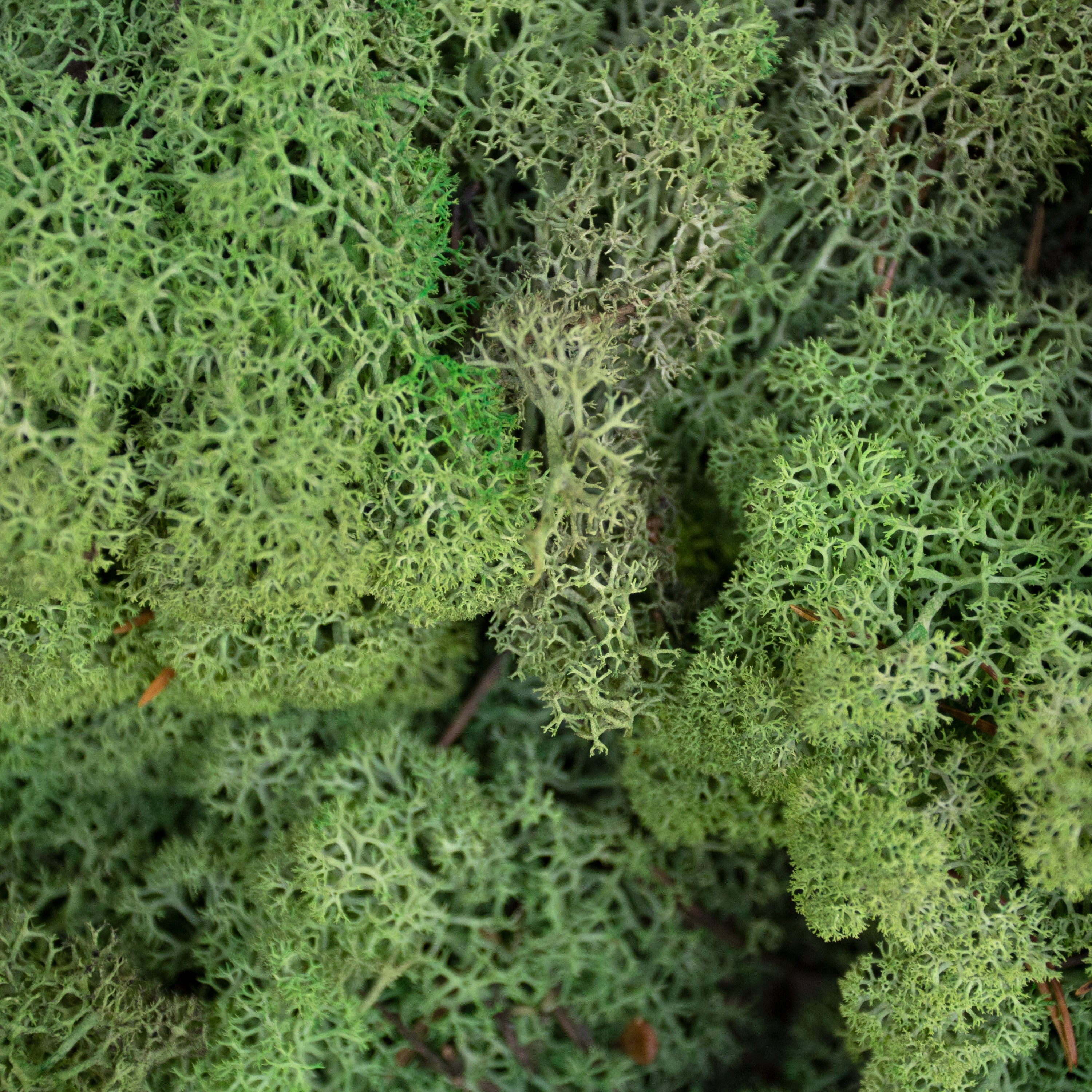 Moss - Norwegian Reindeer - Natural Preserved Dried - Medium Green - Choose Weight