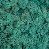 Moss - Norwegian Reindeer - Natural Preserved Dried - Pacific Green- Choose Weight