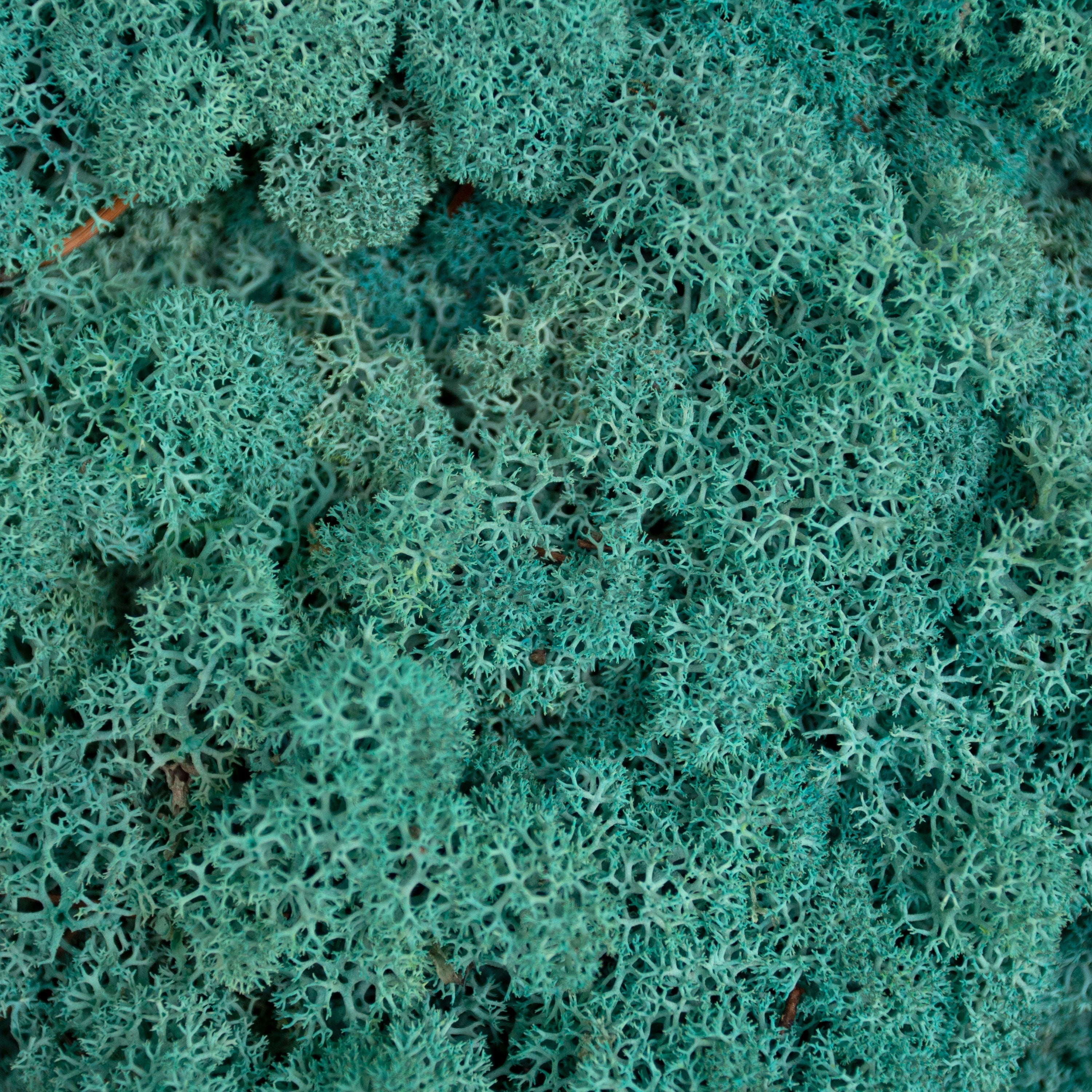 Moss - Norwegian Reindeer - Natural Preserved Dried - Pacific Green- Choose Weight