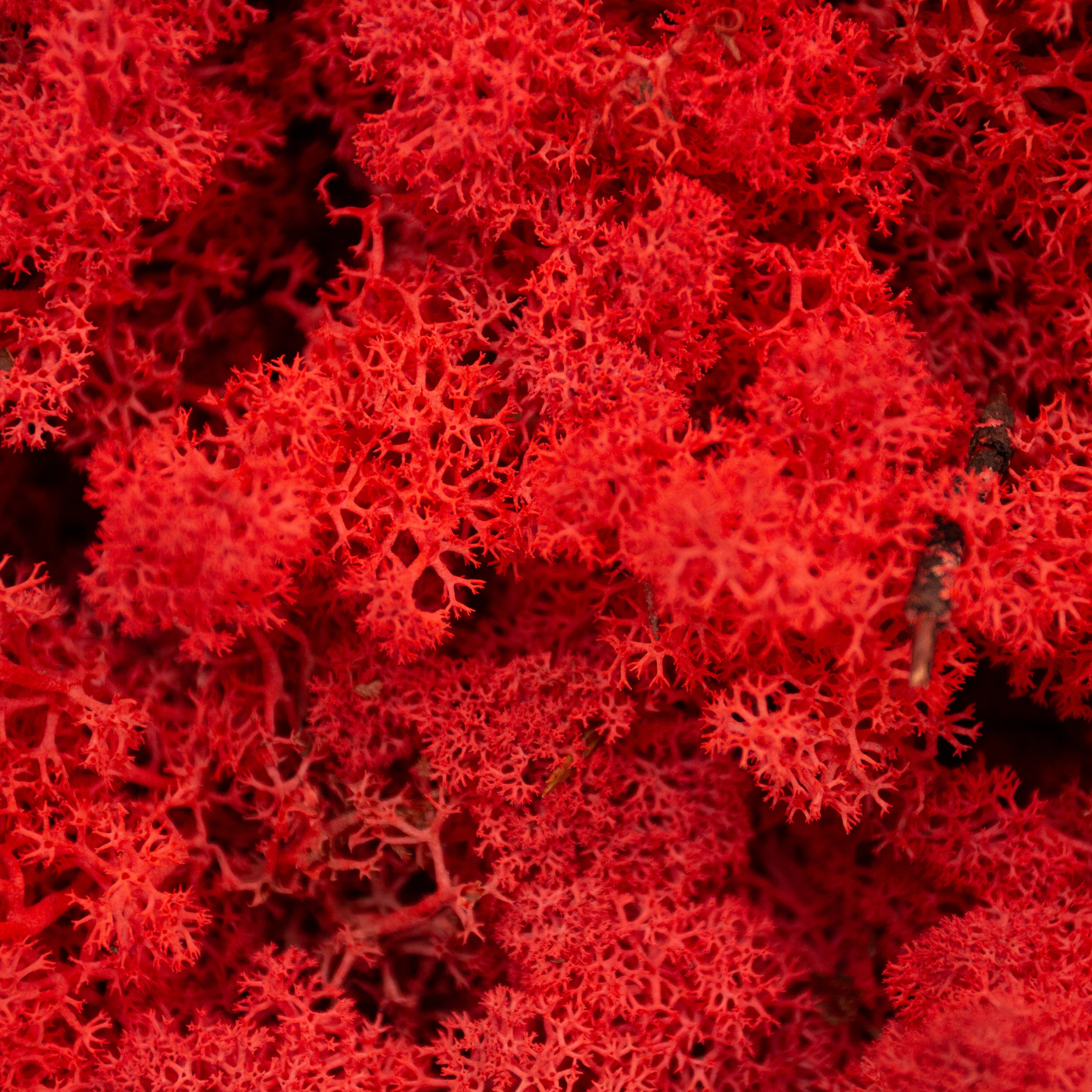 Moss - Norwegian Reindeer - Natural Preserved Dried - Red- Choose Weight