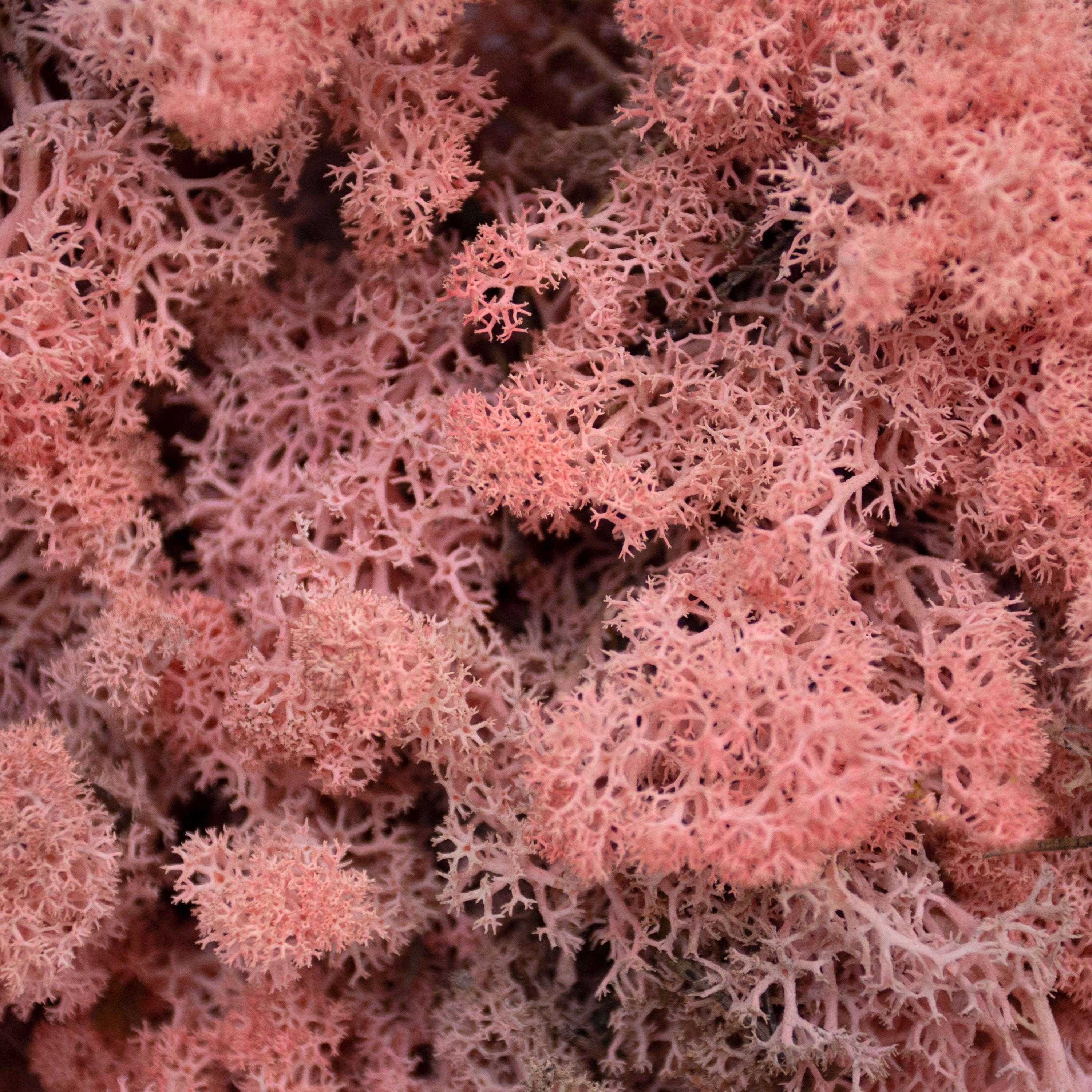 Moss - Norwegian Reindeer - Natural Preserved Dried - Rose Pink- Choose Weight