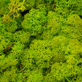 Moss - Norwegian Reindeer - Natural Preserved Dried - Spring Green- Choose Weight