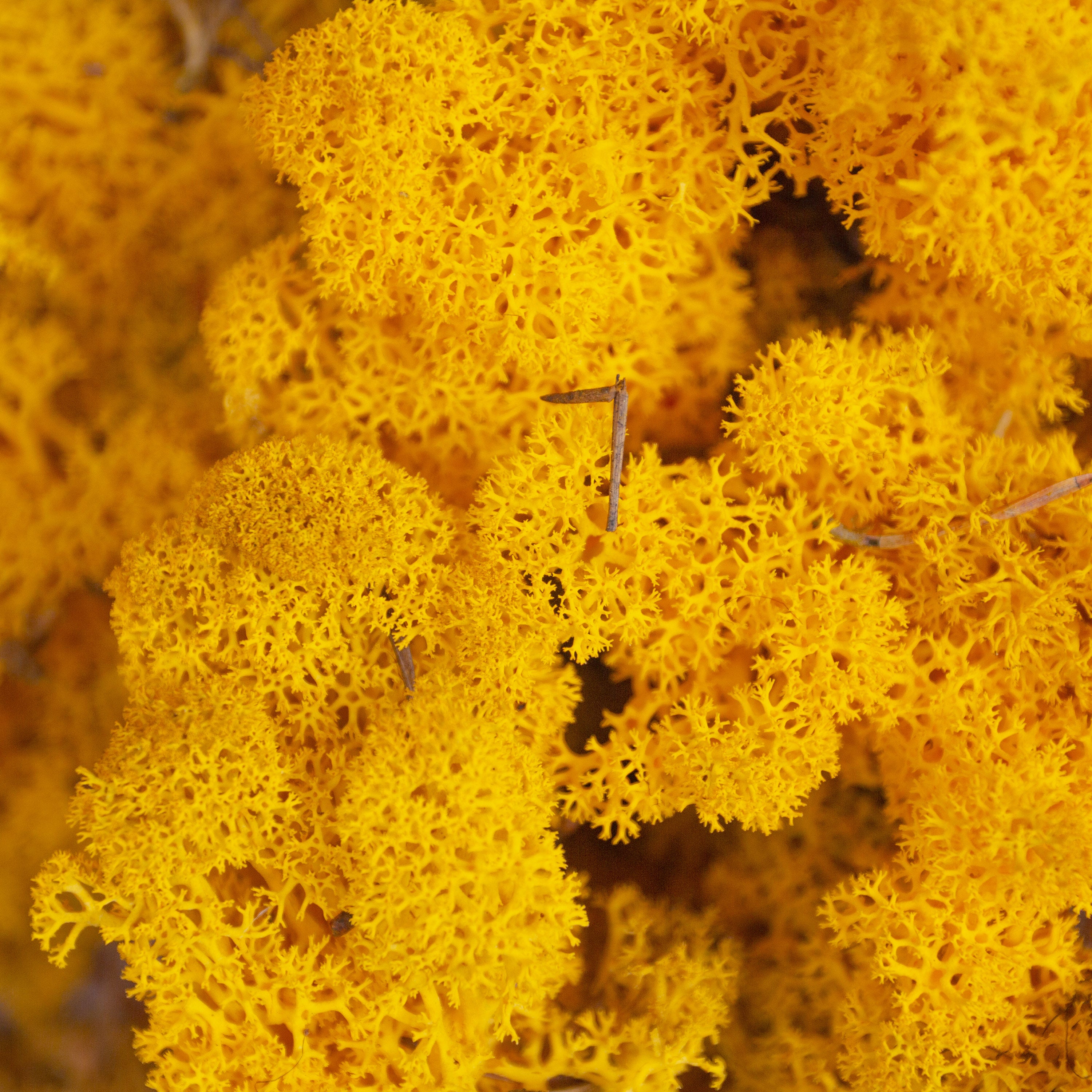 Moss - Norwegian Reindeer - Natural Preserved Dried - Yellow- Choose Weight