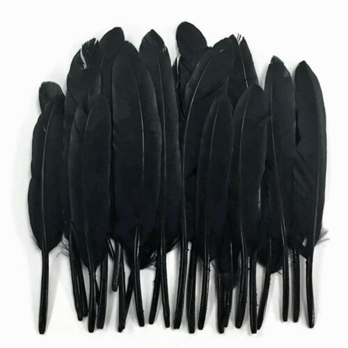 Black Duck Feathers