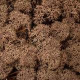 Moss - Norwegian Reindeer - Natural Preserved Dried - Brown - Choose Weight