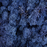 Moss - Norwegian Reindeer - Natural Preserved Dried - Classic Blue - Choose Weight