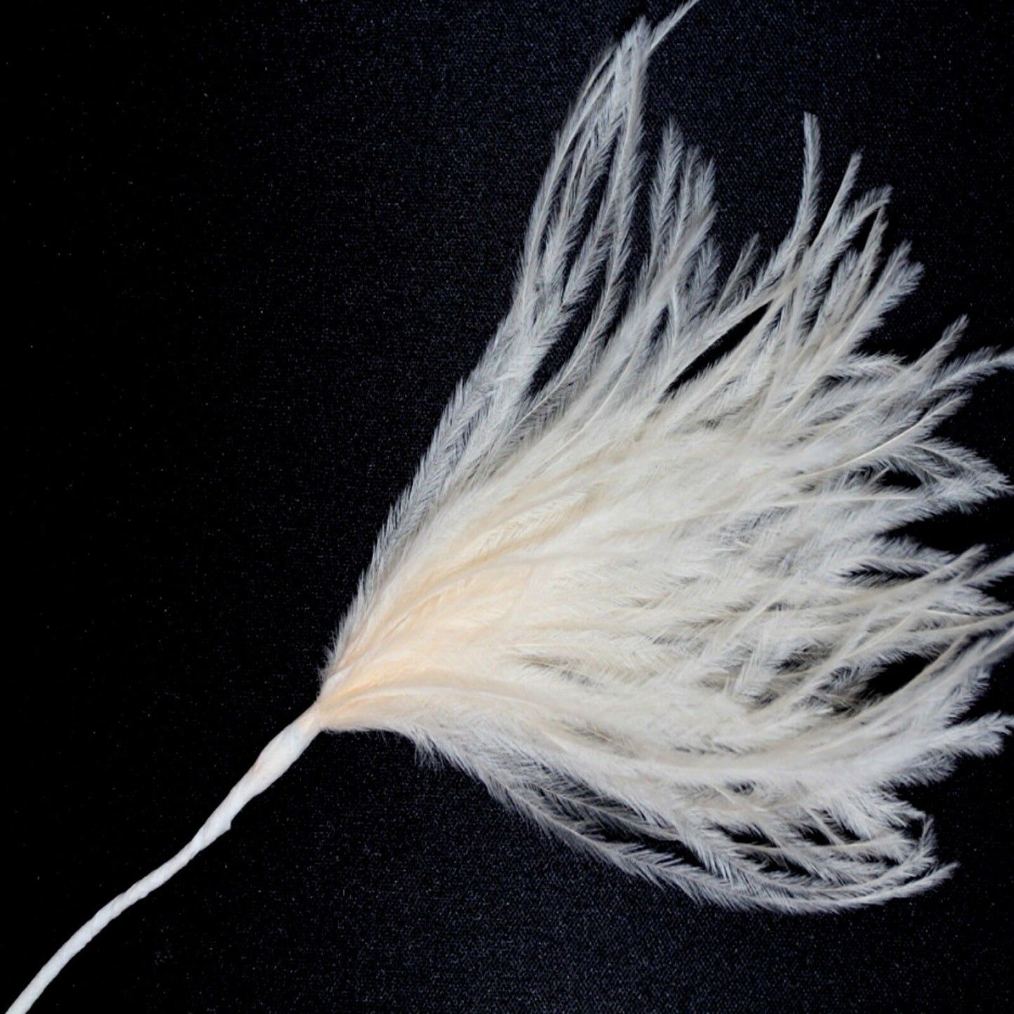 Cream Wisps Ostrich Feathers