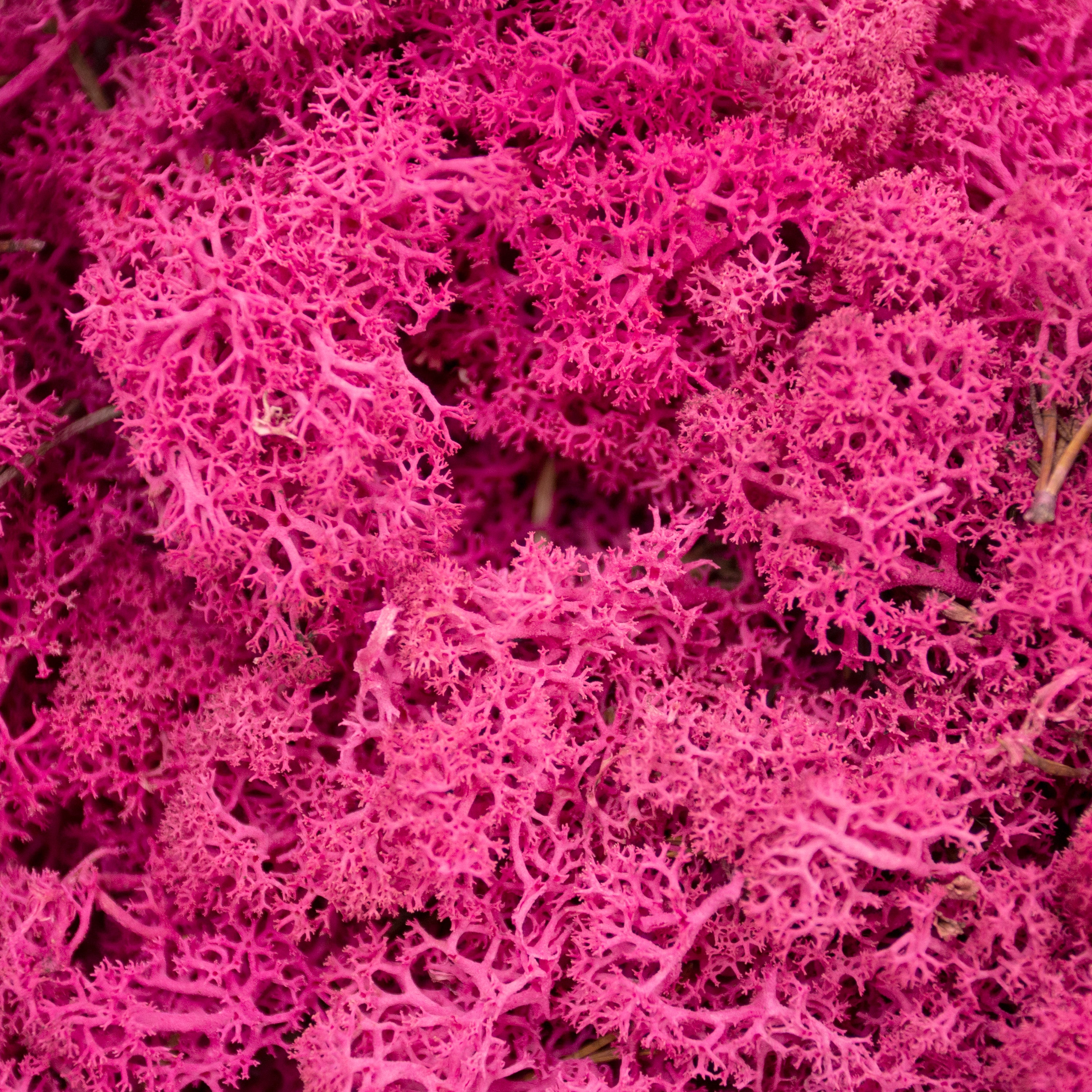 Moss - Norwegian Reindeer - Natural Preserved Dried - Hot Pink - Choose Weight