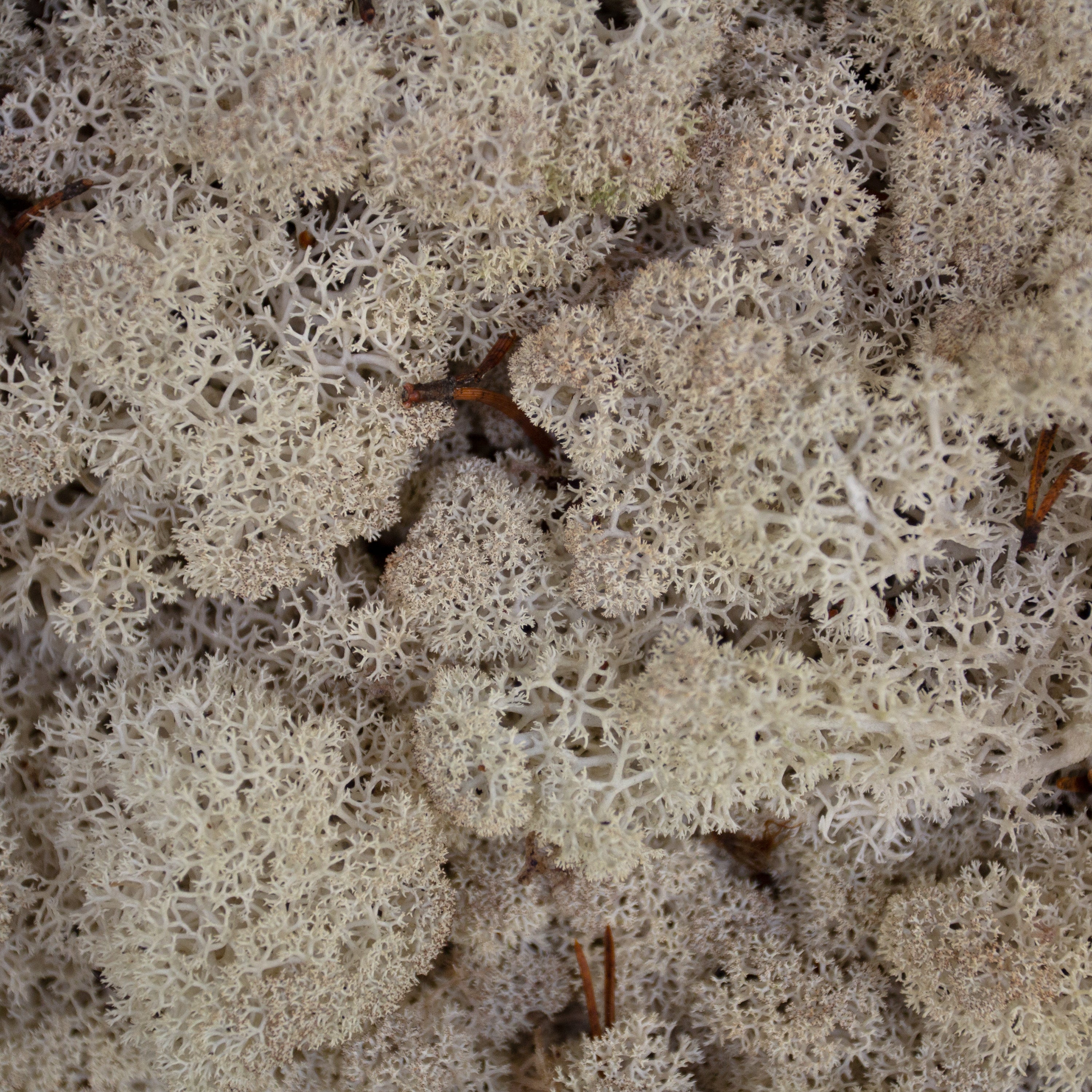 Moss - Norwegian Reindeer - Natural Preserved Dried - Natural - Choose Weight