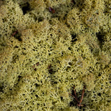 Moss - Norwegian Reindeer - Natural Preserved Dried - Olive - Choose Weight