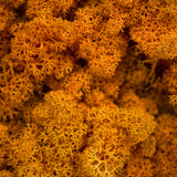 Moss - Norwegian Reindeer - Natural Preserved Dried - Orange - Choose Weight