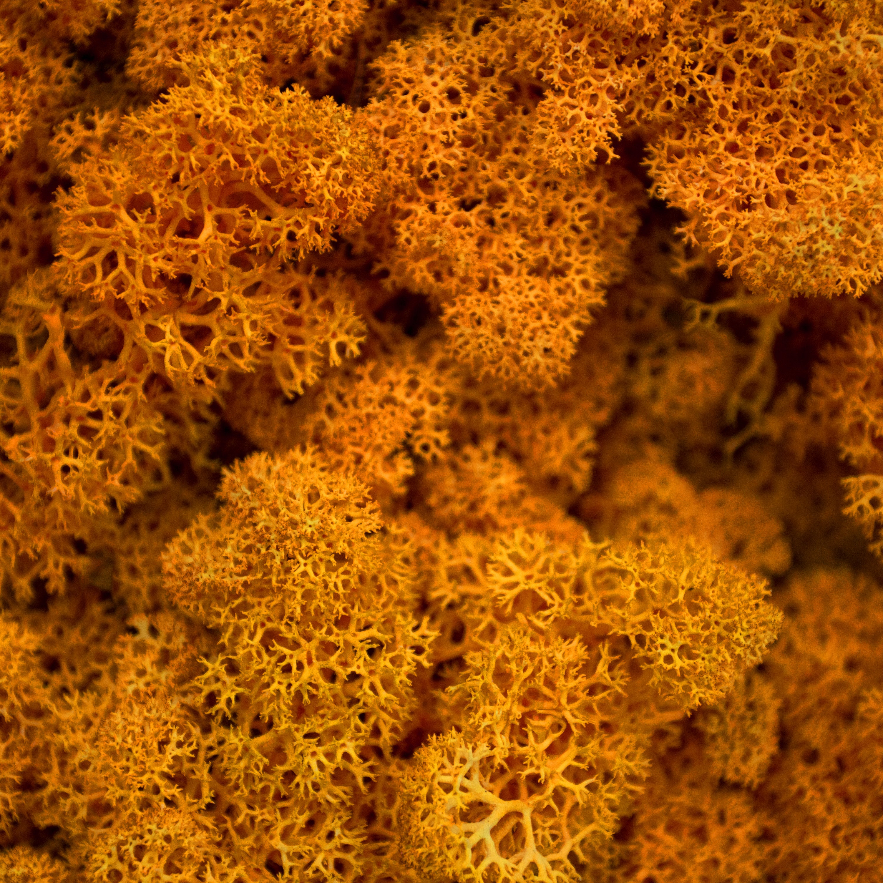 Moss - Norwegian Reindeer - Natural Preserved Dried - Orange - Choose Weight