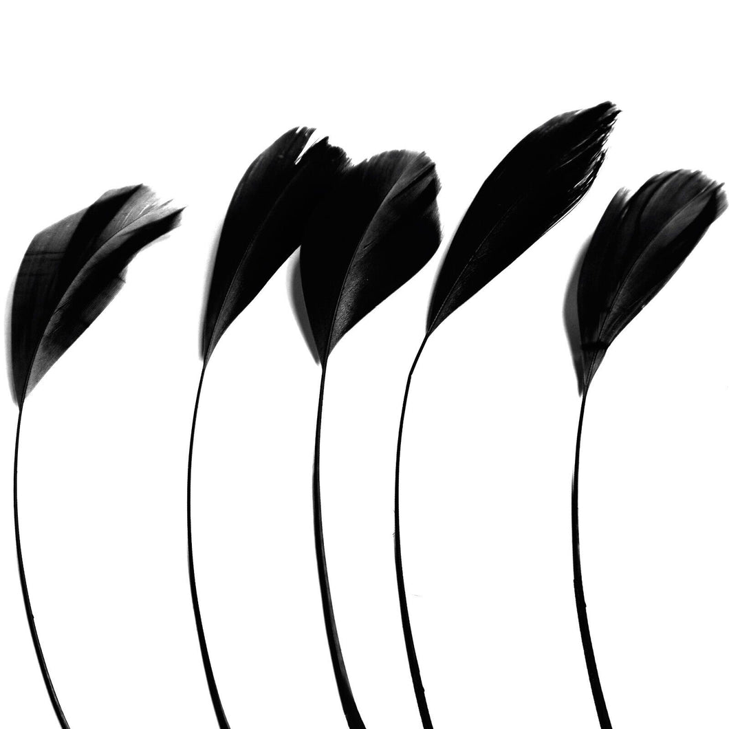 Black Stripped Coque Feathers