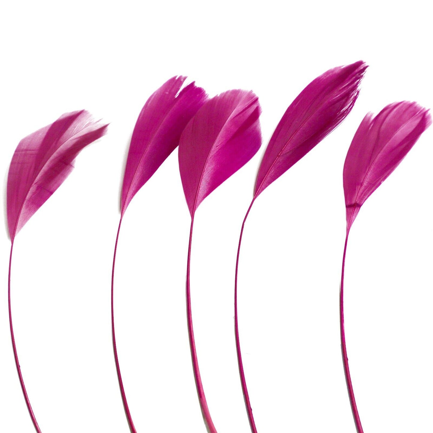 Cerise Stripped Coque Feathers