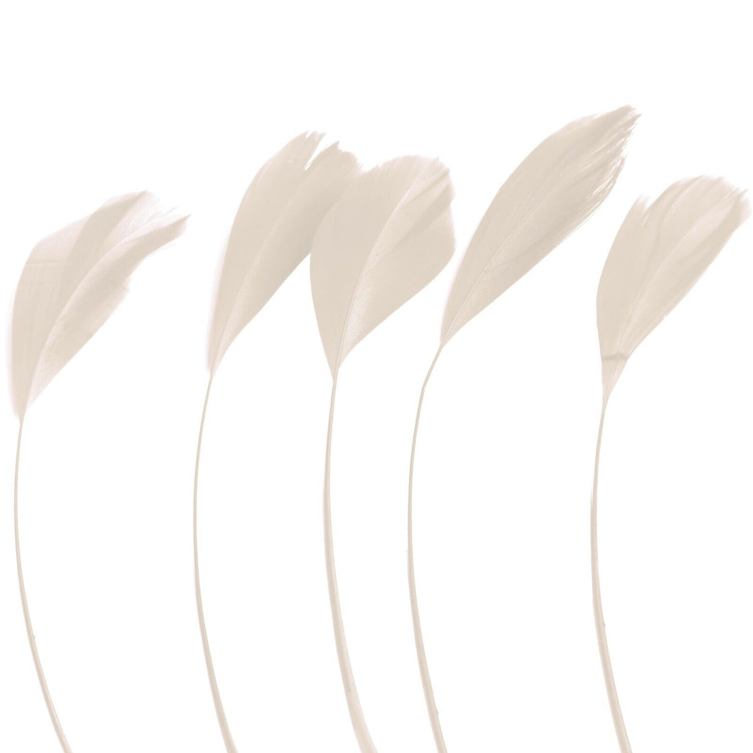 Cream Stripped Coque Feathers