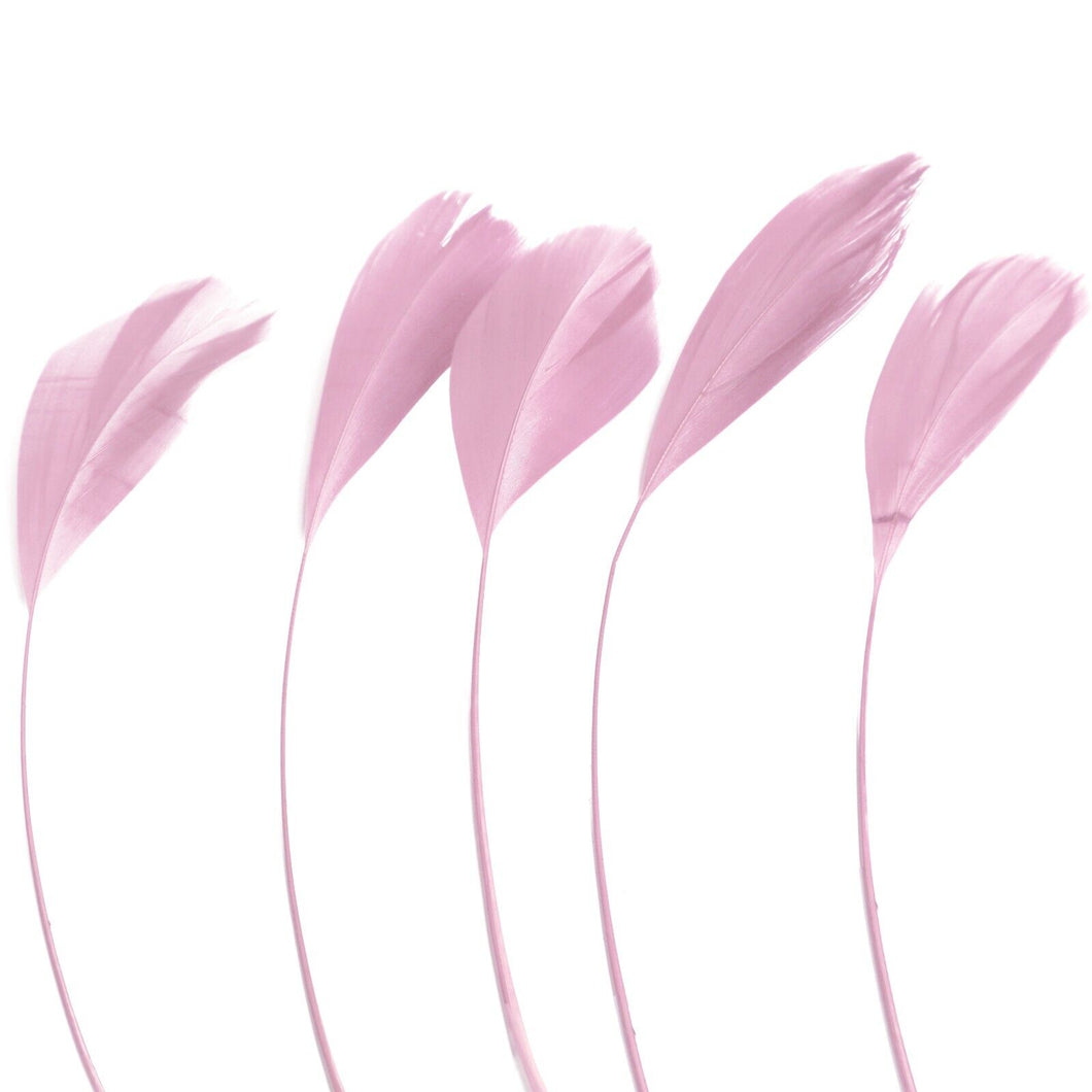 Pale Pink Stripped Coque Feathers