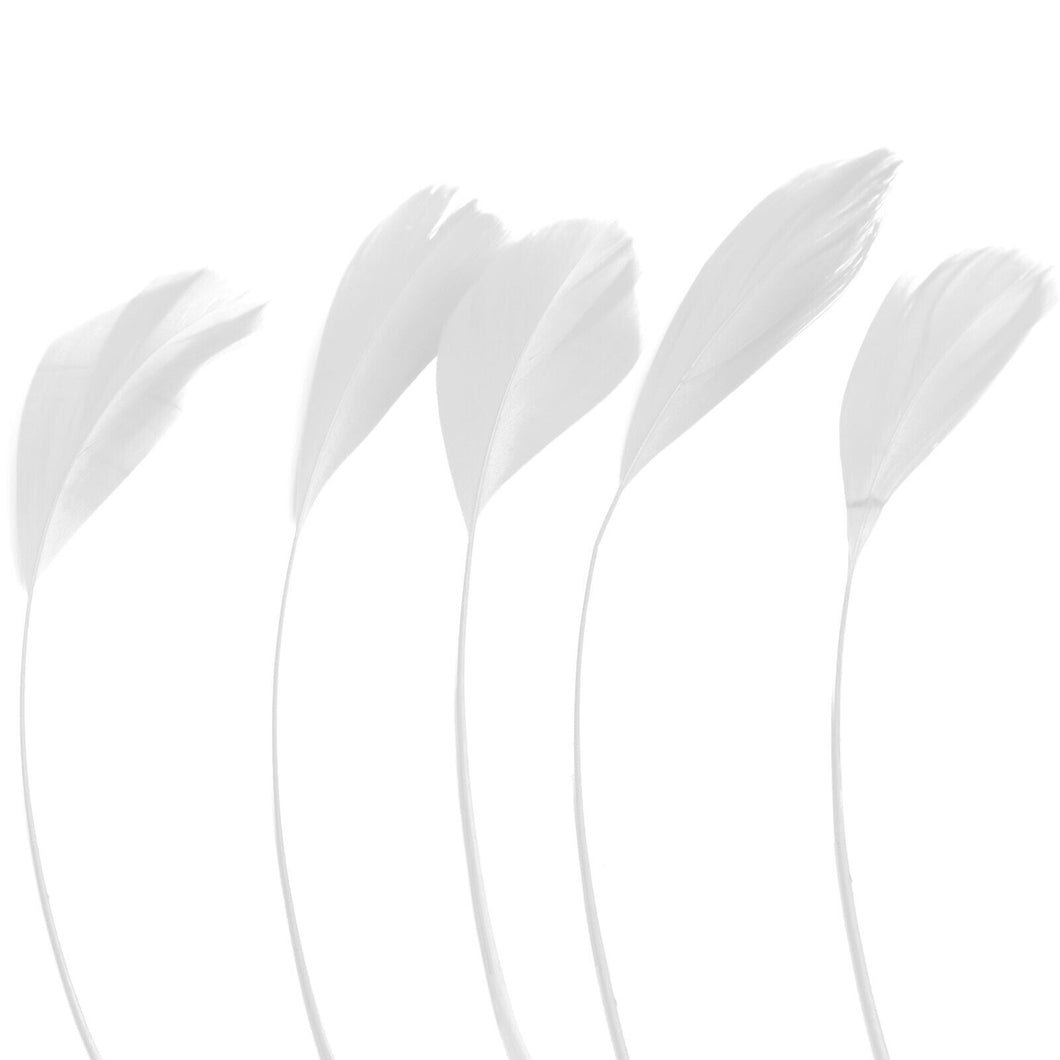 White Stripped Coque Feathers