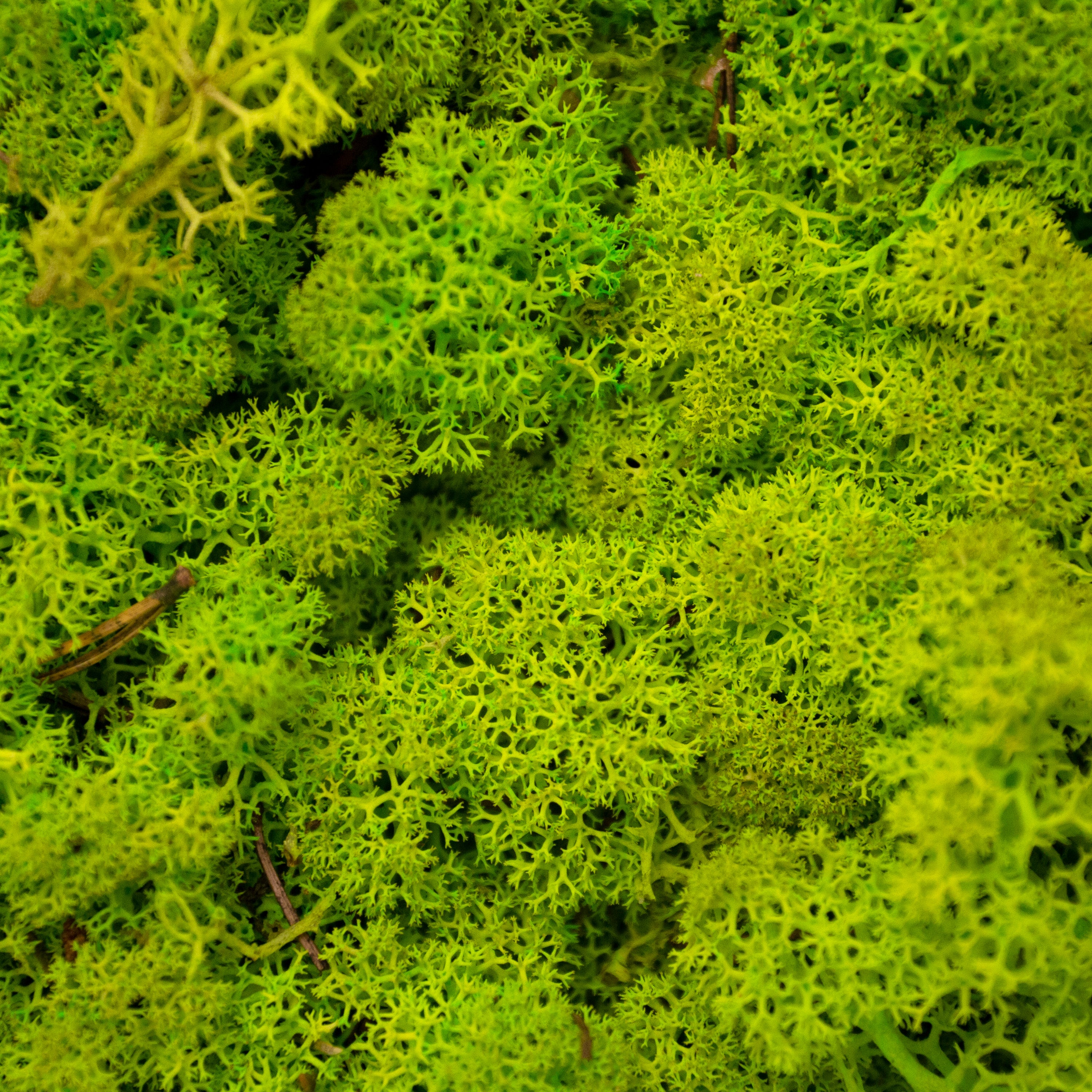 Moss - Norwegian Reindeer - Natural Preserved Dried - Spring Green- Choose Weight